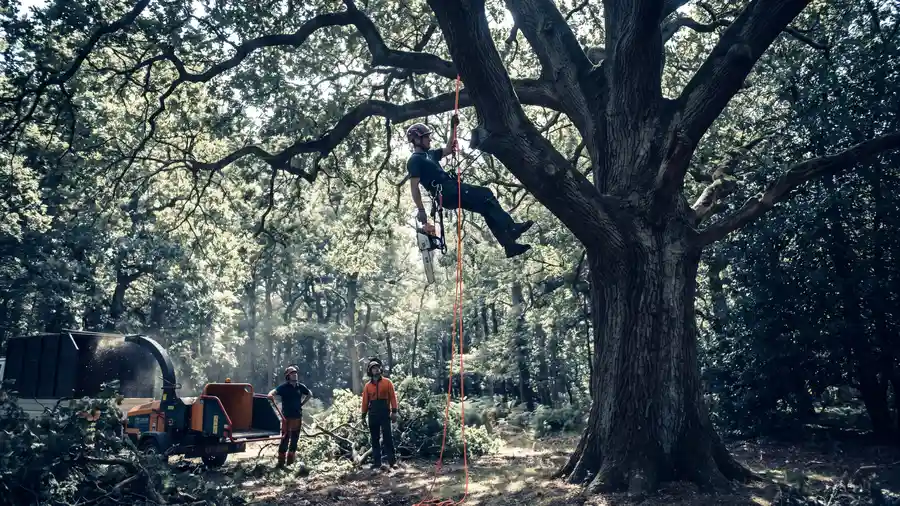 Tree surgeon roped into the crown of a large oak